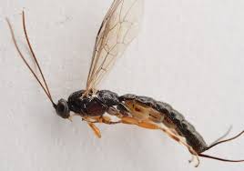 Attēlu rezultāti vaicājumam “Grypocoris sexguttatus imago”