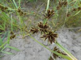 Attēlu rezultāti vaicājumam “Cyperus fuscus”