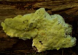 Attēlu rezultāti vaicājumam “Antrodia xantha”