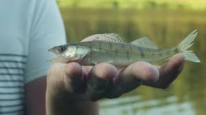 Image result for Sander vitreus