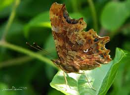 Attēlu rezultāti vaicājumam “Polygonia c-album underside”