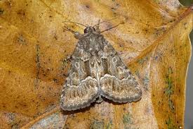 Attēlu rezultāti vaicājumam “Thalpophila matura”