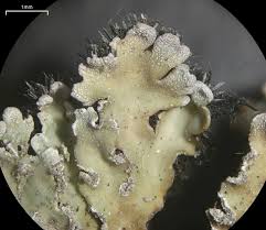 Attēlu rezultāti vaicājumam “Physconia detersa”