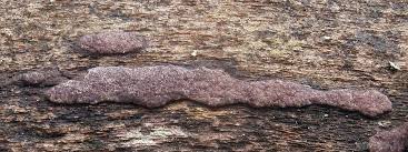 Attēlu rezultāti vaicājumam “Hypoxylon vogesiacum”