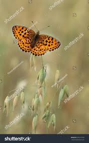 Attēlu rezultāti vaicājumam “Argynnis laodice”