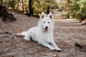 Afbeeldingsresultaat voor honden