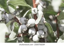 Attēlu rezultāti vaicājumam “Elaeagnus commutata”