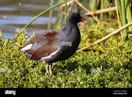 Attēlu rezultāti vaicājumam “Gallinula chloropus juvenile”