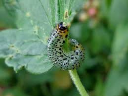 Attēlu rezultāti vaicājumam “Nematus ribesii”