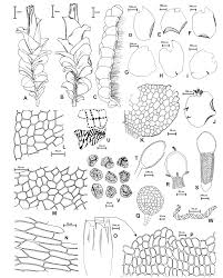 Attēlu rezultāti vaicājumam “Jungermannia leiantha sporophyte”