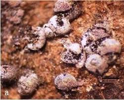 Attēlu rezultāti vaicājumam “Physarum confertum macro”