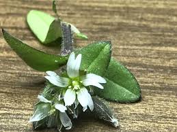 Attēlu rezultāti vaicājumam “Cerastium semidecandrum leaf”