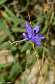 Attēlu rezultāti vaicājumam “Consolida regalis bud”