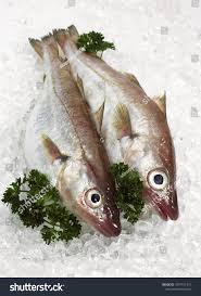 Image result for Merlangius merlangus