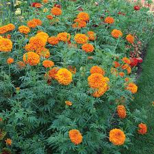 Attēlu rezultāti vaicājumam “Tagetes”
