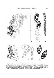 Attēlu rezultāti vaicājumam “Ombrophila violacea spores”