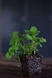 Attēlu rezultāti vaicājumam “Mentha spicata”