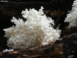 Attēlu rezultāti vaicājumam “Hericium coralloides”