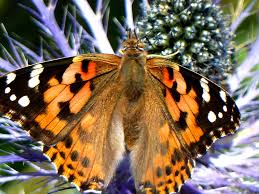 Image result for Blaudistel