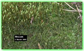 Attēlu rezultāti vaicājumam “Anomodon attenuatus sporophyte”