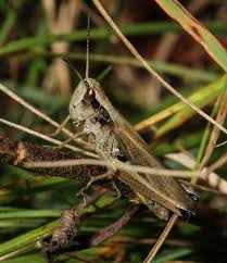 Attēlu rezultāti vaicājumam “Chortippus sp.”