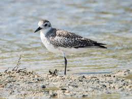 Attēlu rezultāti vaicājumam “Pluvialis squatarola”