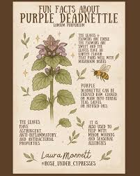 Attēlu rezultāti vaicājumam “Lamium purpureum”