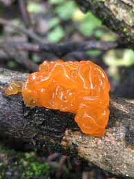 Attēlu rezultāti vaicājumam “Tremella ramalinae”