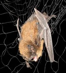 Attēlu rezultāti vaicājumam “Myotis sp.”