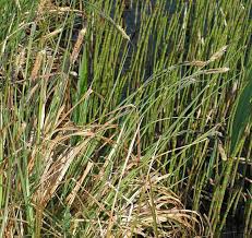 Attēlu rezultāti vaicājumam “Carex acuta leaf”