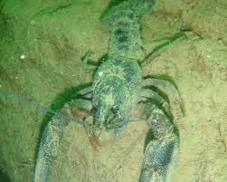 Attēlu rezultāti vaicājumam “Astacus astacus”