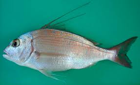 Image result for Dentex dentex