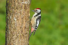 Attēlu rezultāti vaicājumam “Dendrocopos medius”