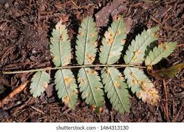 Attēlu rezultāti vaicājumam “Gymnosporangium cornutum”