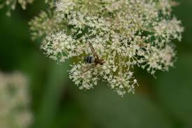 Attēlu rezultāti vaicājumam “Leucozona glaucia”