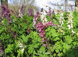 Attēlu rezultāti vaicājumam “Corydalis cava flower”