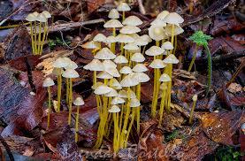 Attēlu rezultāti vaicājumam “Mycena epipterygia”