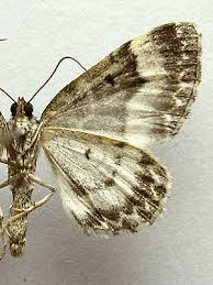 Attēlu rezultāti vaicājumam “Euphyia unangulata”