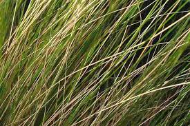 Attēlu rezultāti vaicājumam “Najas tenuissima leaf”