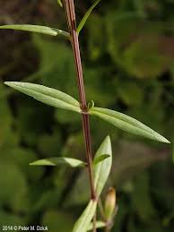 Attēlu rezultāti vaicājumam “Stellaria graminea flower”