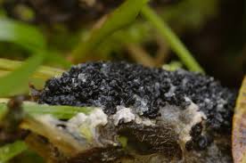 Attēlu rezultāti vaicājumam “Didymium spongiosum var. dictyospora spores”