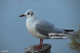 Image result for Larus audouinii