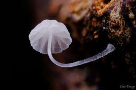 Attēlu rezultāti vaicājumam “Diachea leucopodia stalked”