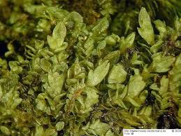 Attēlu rezultāti vaicājumam “Jungermannia sphaerocarpa”