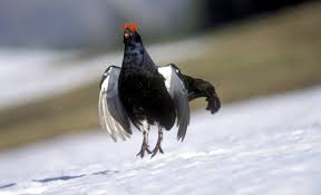 Image result for Tetrao tetrix