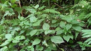 Attēlu rezultāti vaicājumam “Circaea lutetiana”