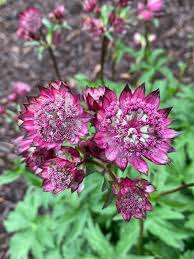 Attēlu rezultāti vaicājumam “Astrantia major flower”