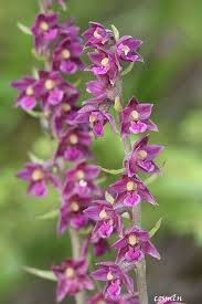 Attēlu rezultāti vaicājumam “Epipactis atrorubens flower”