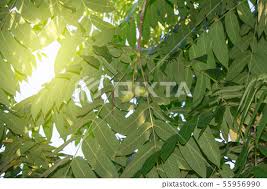 Attēlu rezultāti vaicājumam “Juglans mandshurica”