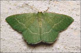 Attēlu rezultāti vaicājumam “Chlorissa viridata”